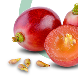 Vitarect to Boost Testosterone levels, Improves Stamina & Performance - Green Apple Flavor
